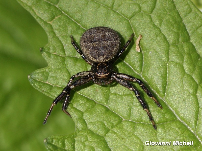 Thomisidae:  Xysticus sp. - Magenta (MI)